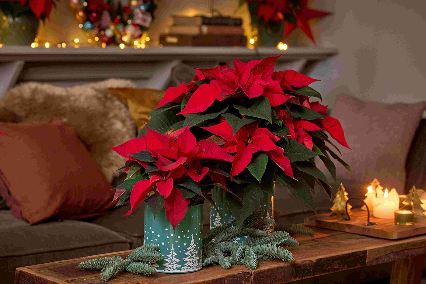 Сияйни звезди: топ съвети за грижа за коледната звезда